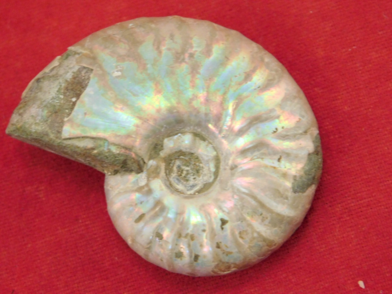 Iridescent Ammonite Fossil 100% Natural Madagascar! 12.9gr