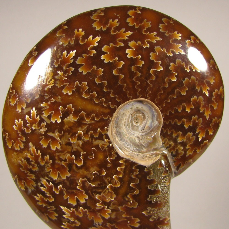3.7" Whole AMMONITE Polished Fossil Sutured Patterns - Madagascar