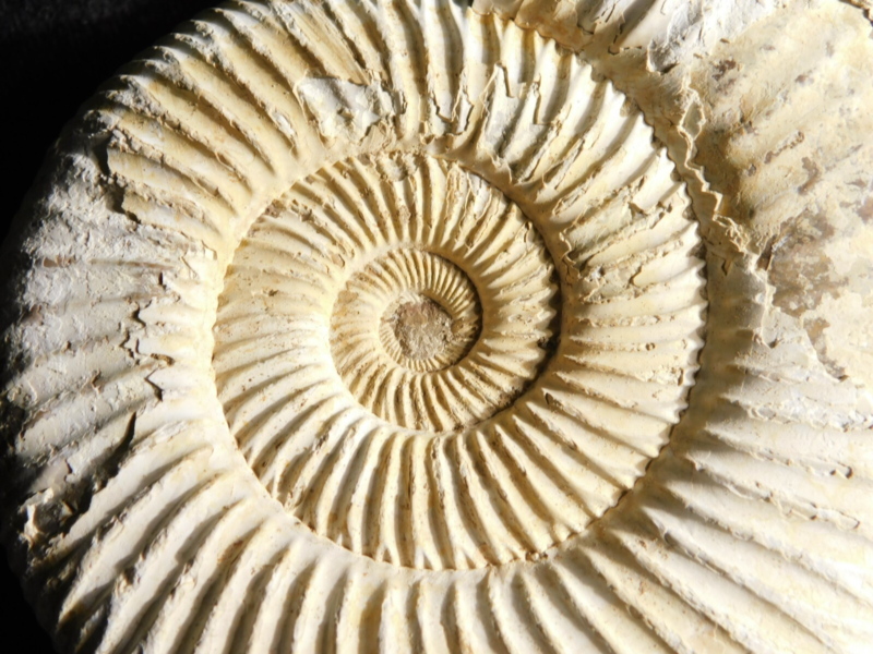 Big! 100% Natural Cretaceous Era White Ribbed AMMONITE Fossil 205gr