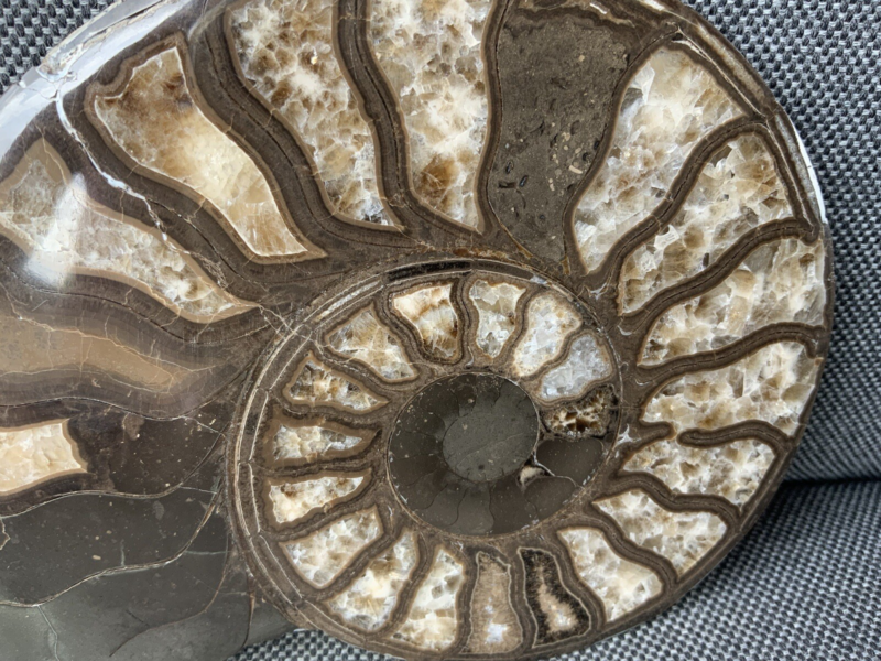 Harpoceras sp Ammonite Polished Pair, Rare Calcite Fossil Whitby, England, UK.