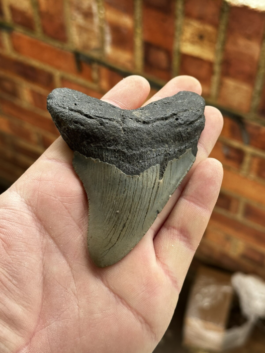 Megalodon Shark Tooth USA 4.15 Inch