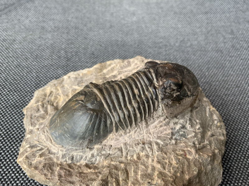 Detailed Trilobite Fossil, Morocco, Africa, Devonian, 400 Million Years Old