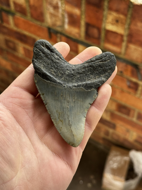 Megalodon Shark Tooth USA 4.15 Inch