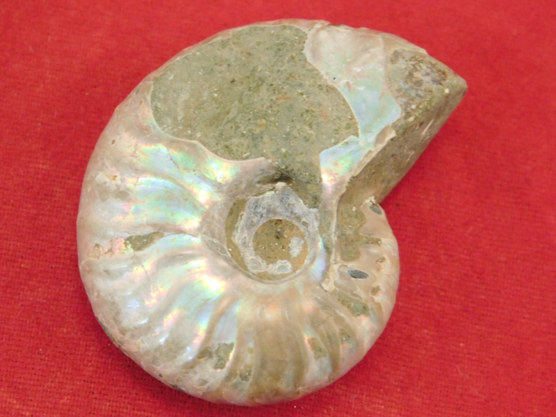 Iridescent Ammonite Fossil 100% Natural Madagascar! 12.9gr