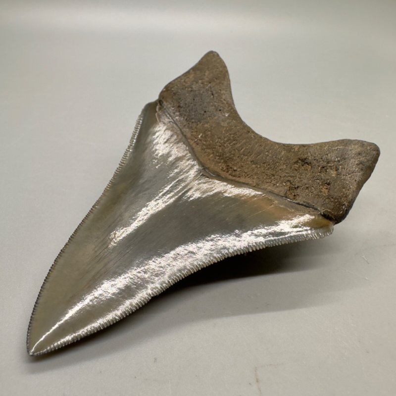 Collector Quality/with bite mark 3.73" Fossil MEGALODON Shark Tooth - USA