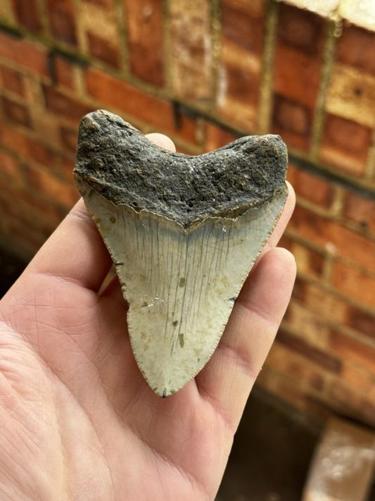 Megalodon Shark Tooth USA 4.15 Inch