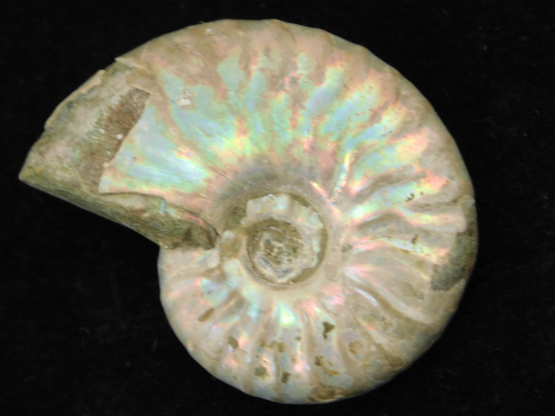 Iridescent Ammonite Fossil 100% Natural Madagascar! 12.9gr