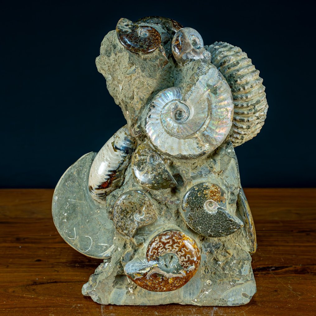 Cretaceous ammonites: Cleoniceras. Calcite and aragonite- 10000 g