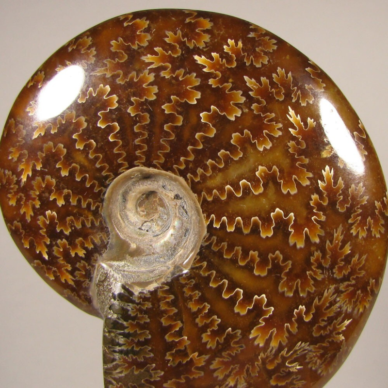 3.7" Whole AMMONITE Polished Fossil Sutured Patterns - Madagascar