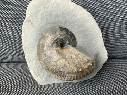 Green Ammonite Nodule Liparococeras (Bechieceras) Dorset Rare Jurassic Fossil