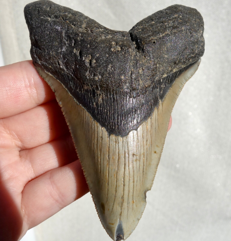 MEGALODON SHARK SERRATED TOOTH ~ 4.17" ~ SHARK TEETH ~ REAL FOSSIL