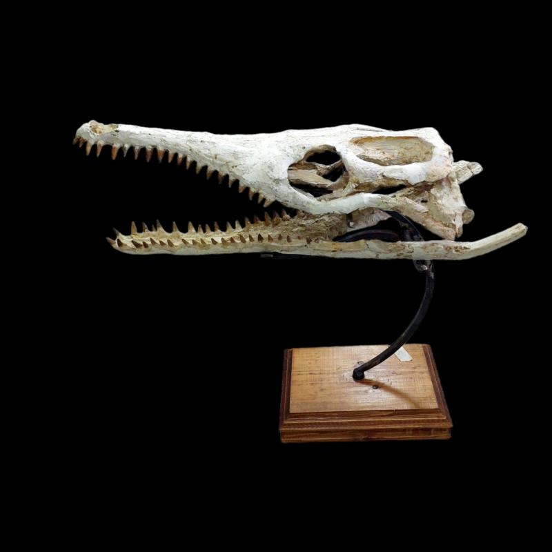 DYROSAURUS PHOSPHATICUS  Crocodile Skull Fossil   58 cm - Morocco