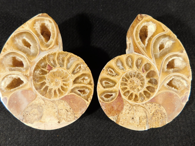 Larger! 121 MILLION Year Old! Split and Polished Ammonite Fossil Pair 175gr