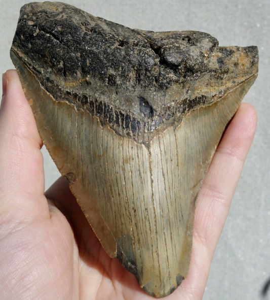 MEGALODON SHARK HUGE SERRATED TOOTH~ 4.58" ~SHARK TEETH~REAL FOSSIL~194gms!