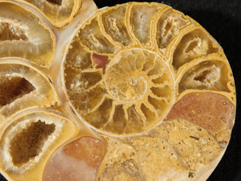 Larger! 121 MILLION Year Old! Split and Polished Ammonite Fossil Pair 175gr