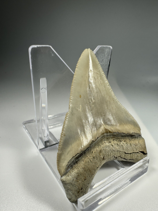 2.37 In Colorful Aurora Lee Creek Megalodon Shark tooth Fossil Chub NC Meg