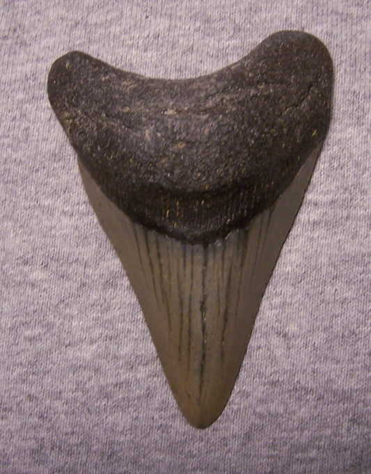 MEGALODON Shark Tooth 3 5/16" sharks teeth BIG jaw fossil REAL megladon SERRATED