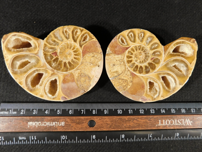 Larger! 121 MILLION Year Old! Split and Polished Ammonite Fossil Pair 175gr