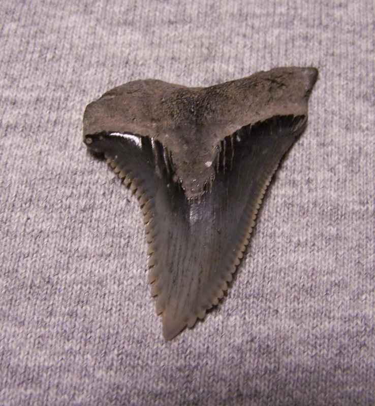 HEMIPRISTIS SNAGGLESHARK SHARK TOOTH FOSSIL 1 13/16" GEM MEGALODON DIVER BIG
