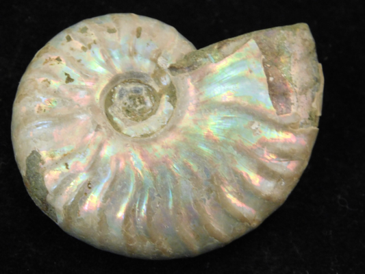 Iridescent Ammonite Fossil 100% Natural Madagascar! 12.9gr