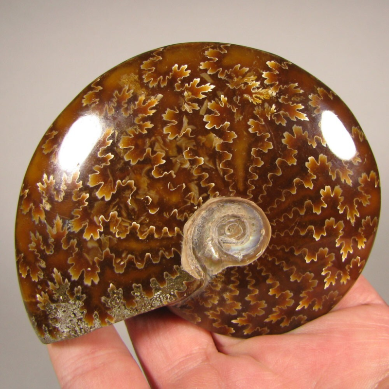 3.7" Whole AMMONITE Polished Fossil Sutured Patterns - Madagascar