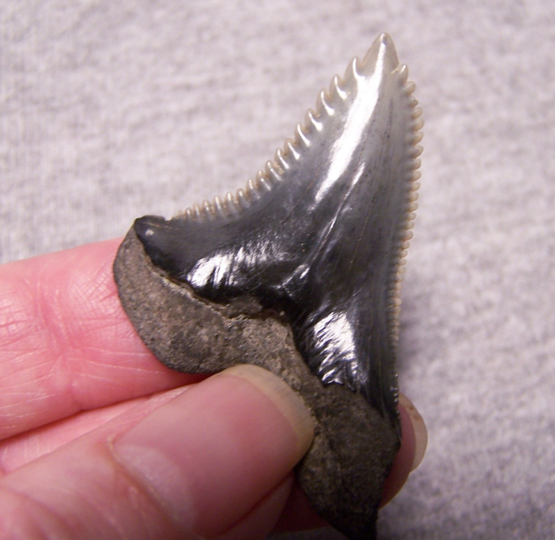 HEMIPRISTIS SNAGGLESHARK SHARK TOOTH FOSSIL 1 13/16" GEM MEGALODON DIVER BIG