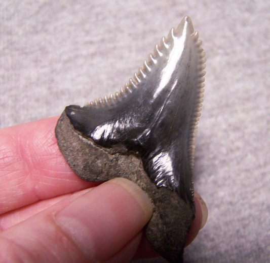 HEMIPRISTIS SNAGGLESHARK SHARK TOOTH FOSSIL 1 13/16" GEM MEGALODON DIVER BIG