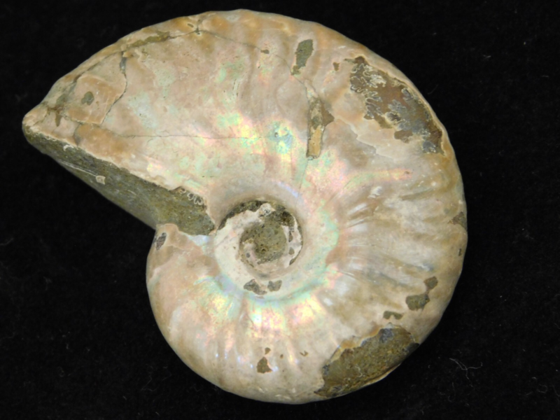 Iridescent Ammonite Fossil 100% Natural Madagascar! 19.4gr