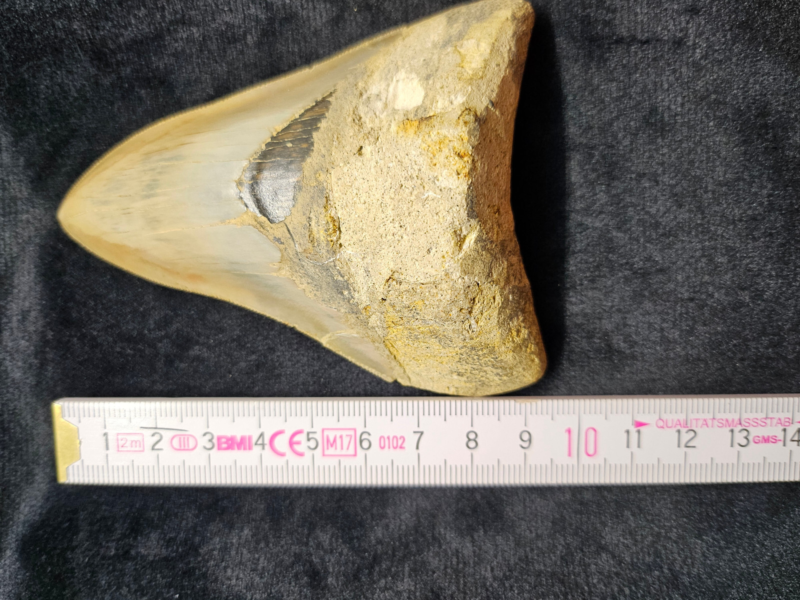 Riesiger Megalodon-Zahn, - 10cm - Carcharocles Megalodon 2-23 Millionen Jahre