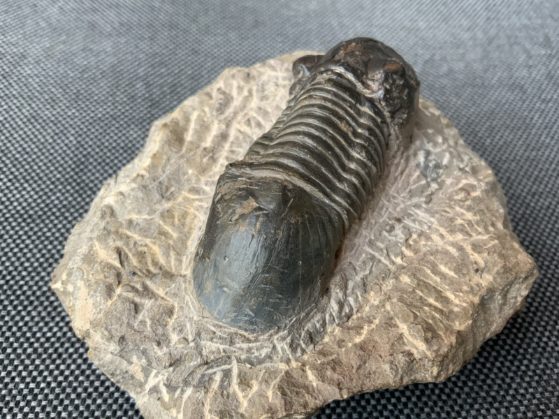 Detailed Trilobite Fossil, Morocco, Africa, Devonian, 400 Million Years Old