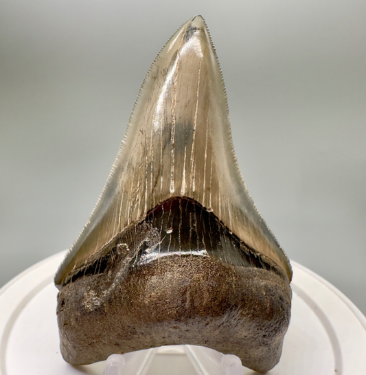 Collector Quality/with bite mark 3.73" Fossil MEGALODON Shark Tooth - USA