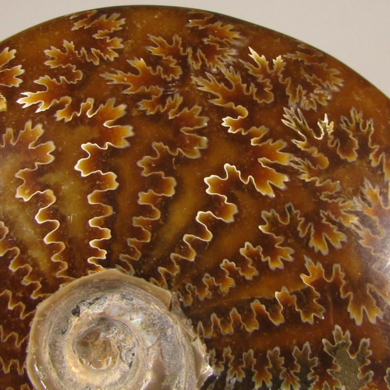 3.7" Whole AMMONITE Polished Fossil Sutured Patterns - Madagascar
