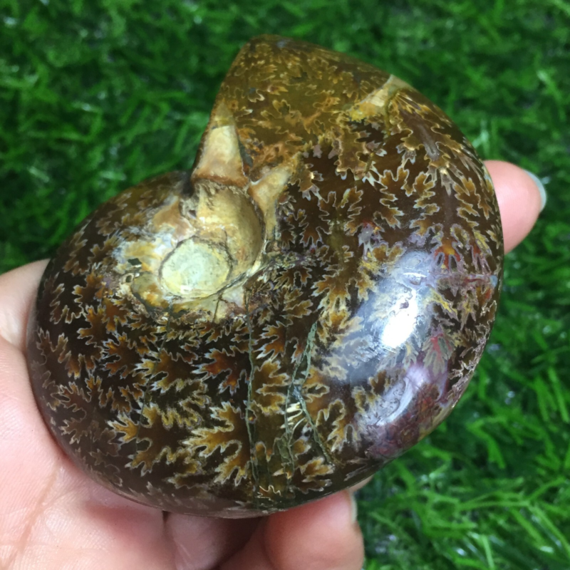 154g   Natural conch Ammonite fossil specimens of Madagascar 968