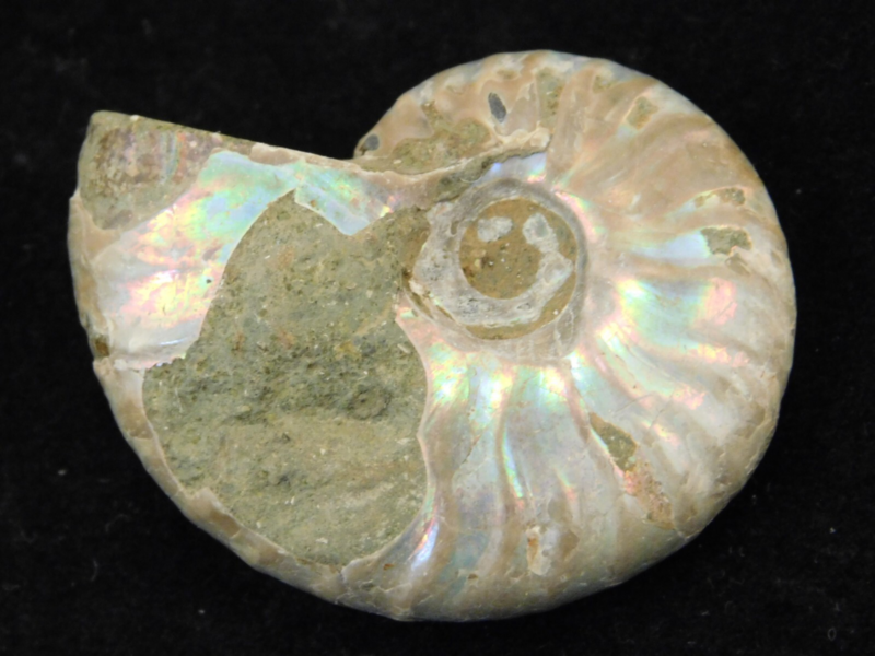 Iridescent Ammonite Fossil 100% Natural Madagascar! 12.9gr