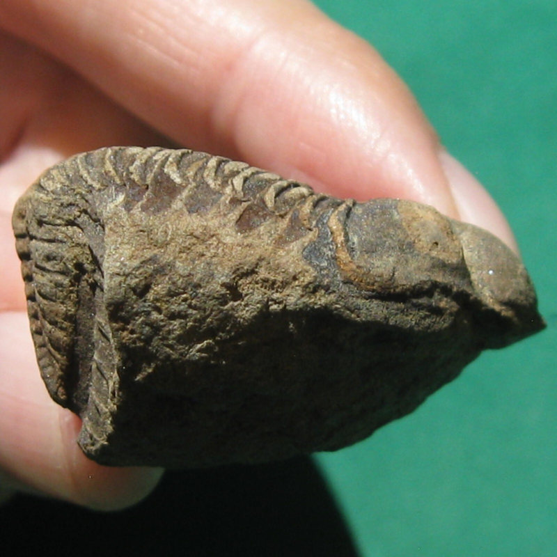 Trilobite Fossil Eldredgeia venustus Bolivia Devonian