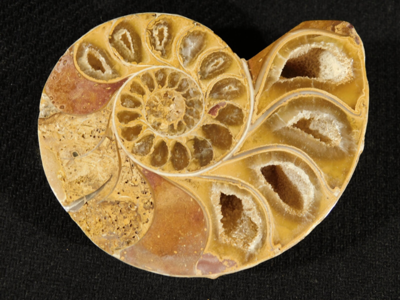 Larger! 121 MILLION Year Old! Split and Polished Ammonite Fossil Pair 175gr