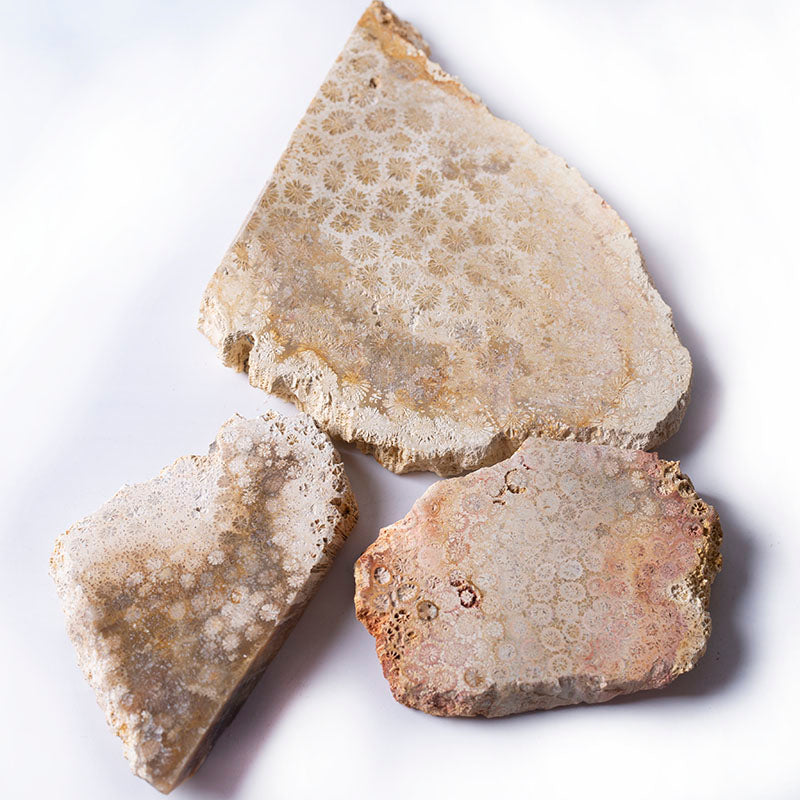 Rebanada de piedra de crisantemo de cuarzo, cristal de Jade, Coral áspero Natural, venta al por mayor, para curación
