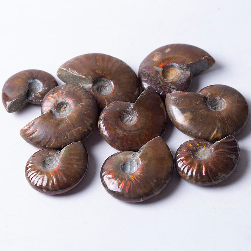 High quality rainbow sea spiro gas fossil