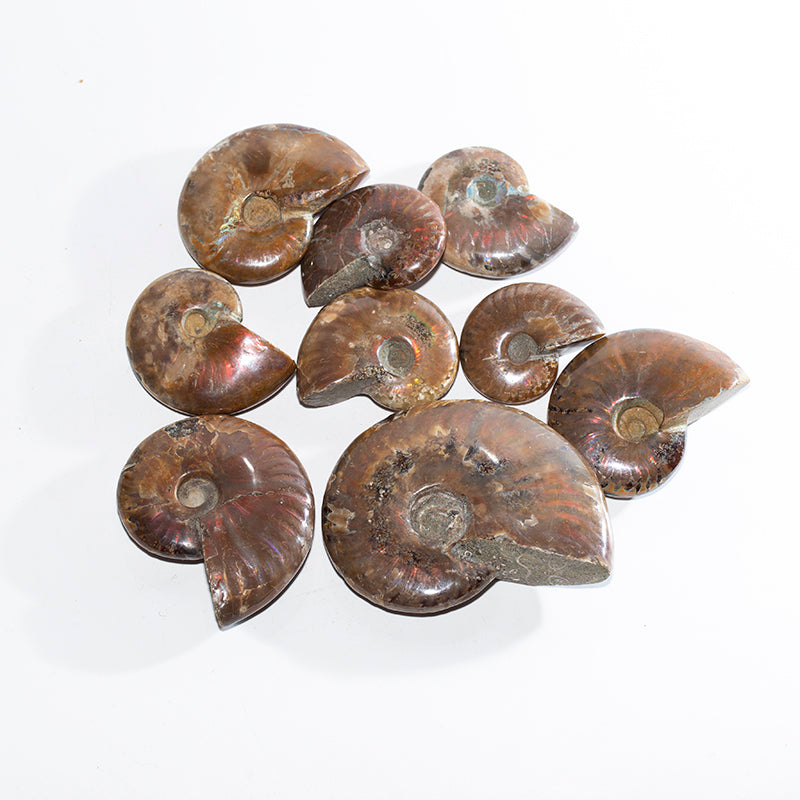 Fossil snail bile quantity