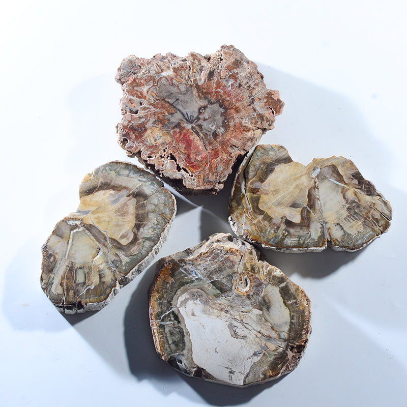 Natural polished wood fossil board sample decoration