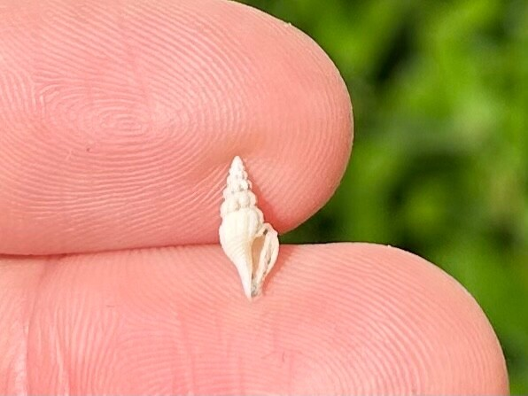 Costa Rica Fossil Gastropod Glyphostoma sp. Miocene Age Shell