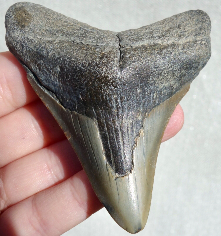 MEGALODON SHARK POSTERIOR TOOTH ~ 3.27" ~ REAL FOSSIL ~