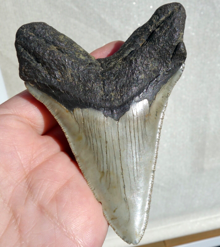 MEGALODON SHARK SERRATED TOOTH ~ 4.17" ~ SHARK TEETH ~ REAL FOSSIL