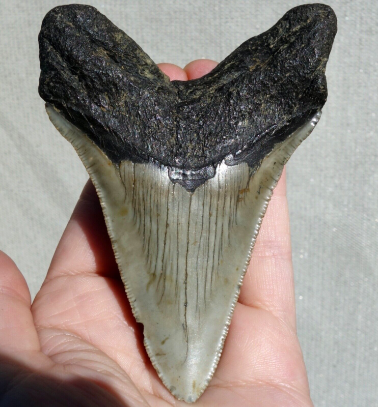 MEGALODON SHARK SERRATED TOOTH ~ 4.17" ~ SHARK TEETH ~ REAL FOSSIL