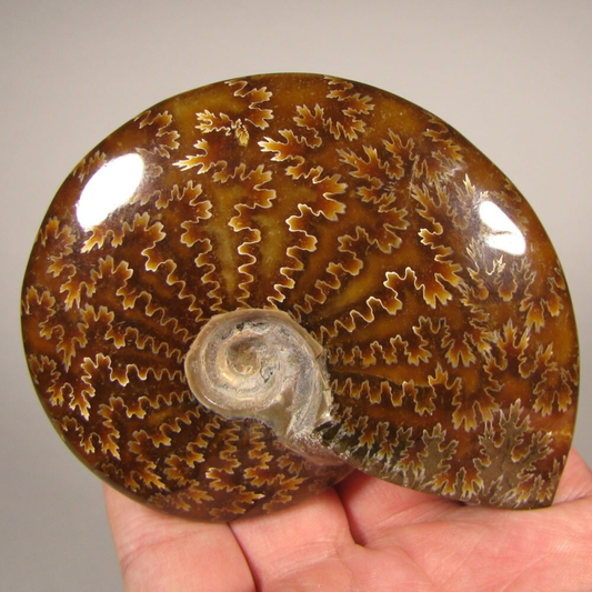3.7" Whole AMMONITE Polished Fossil Sutured Patterns - Madagascar