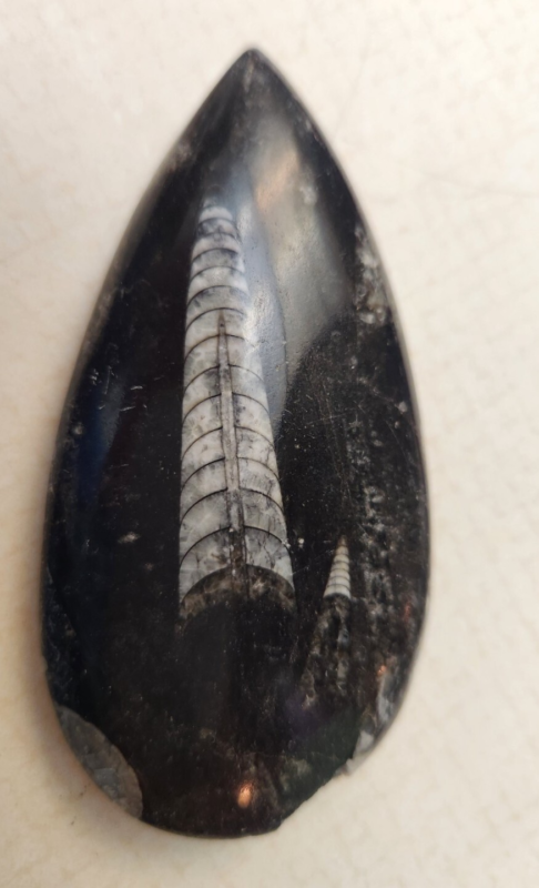 Lot 5:  Agate Slices, Small Fossil Nodule, Orthoceras Fossil, White gypsum Rocks