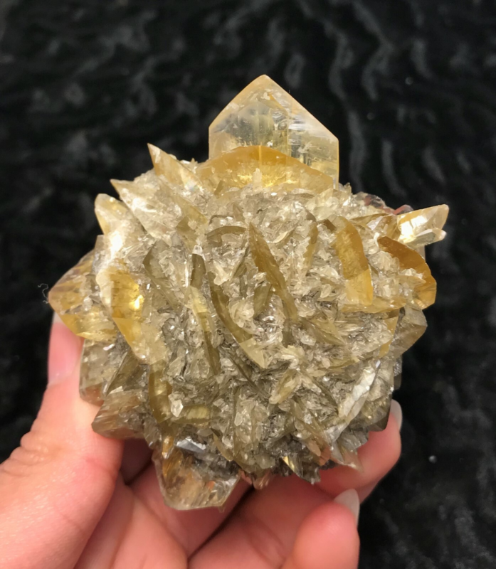 Gypsum var. Selenite 1F196 Canada Crystal Mineral Specimen