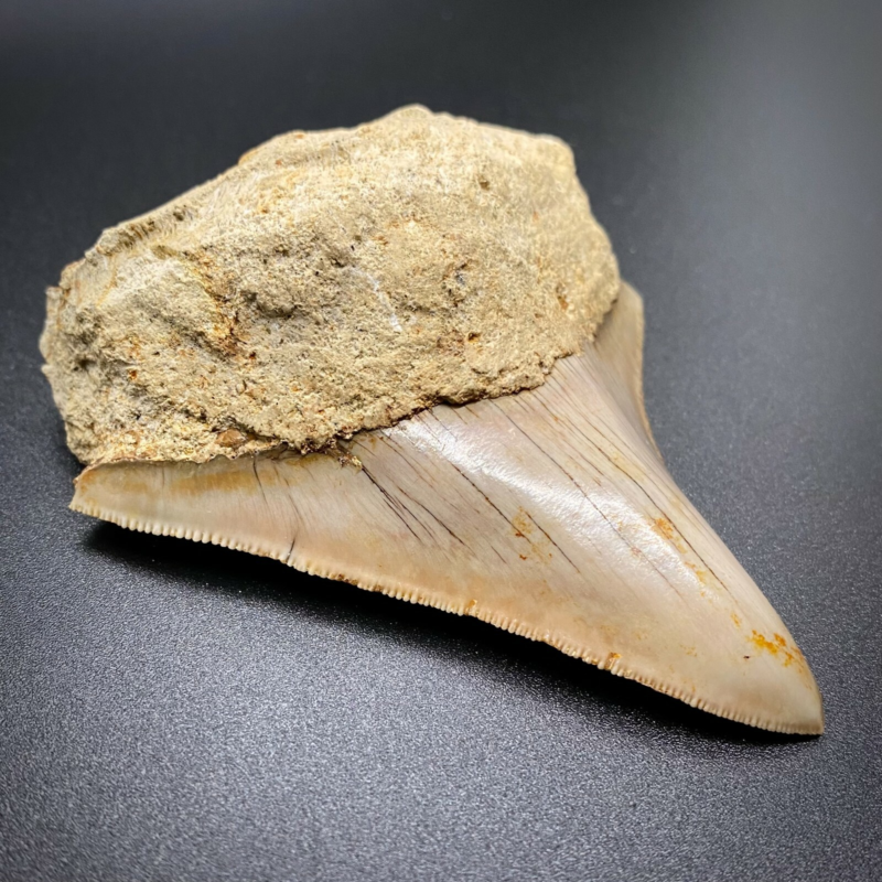 3.70" Sharply Serrated Fossil MEGALODON Shark Tooth