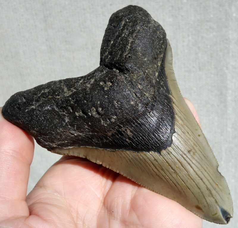 MEGALODON SHARK SERRATED TOOTH ~ 4.17" ~ SHARK TEETH ~ REAL FOSSIL