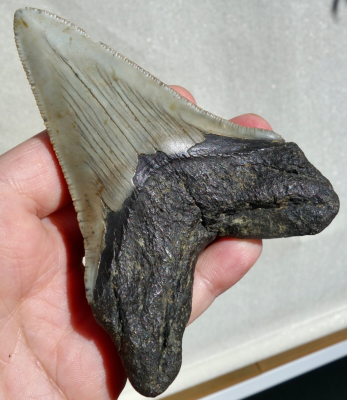 MEGALODON SHARK SERRATED TOOTH ~ 4.17" ~ SHARK TEETH ~ REAL FOSSIL